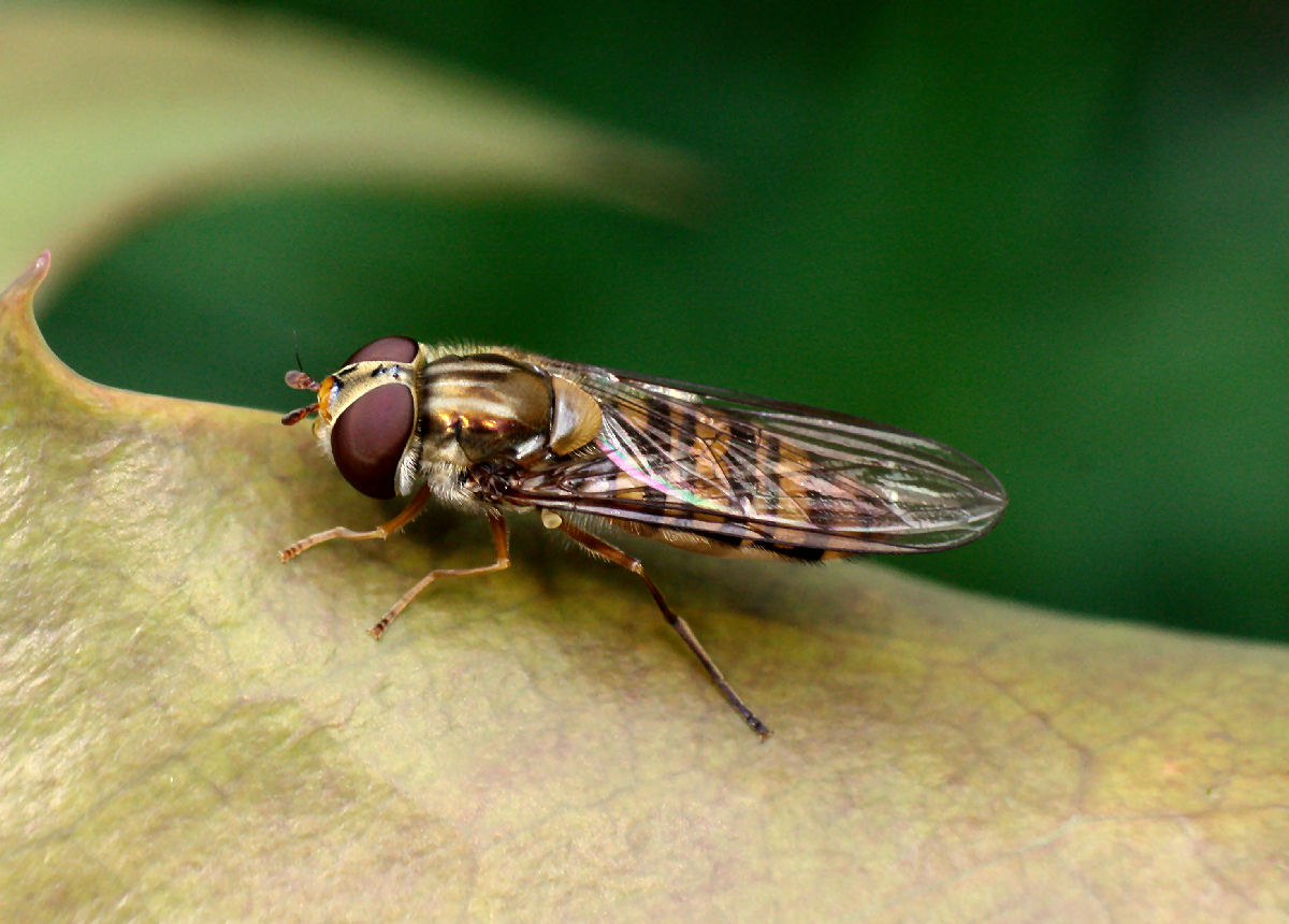 dittero da identificare